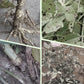 Slow-Release Plant Fertilizer Sticks