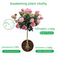 🔥Polvo de enraizamiento y floración rápidos - Compra 3 Llévate 2 Gratis