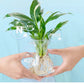 Solución nutritiva hidropónica para el crecimiento de las plantas💧💦