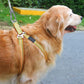 Cable de sujeción resistente para perros