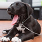 Cable de sujeción resistente para perros
