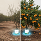 Fertilizante de Liberación Controlada para Frutas