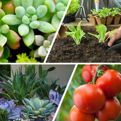 Tabletas de Fertilizante de Liberación Lenta Multiusos para Plantas