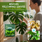 Fertilizante Foliar de Rápido Reverdecimiento