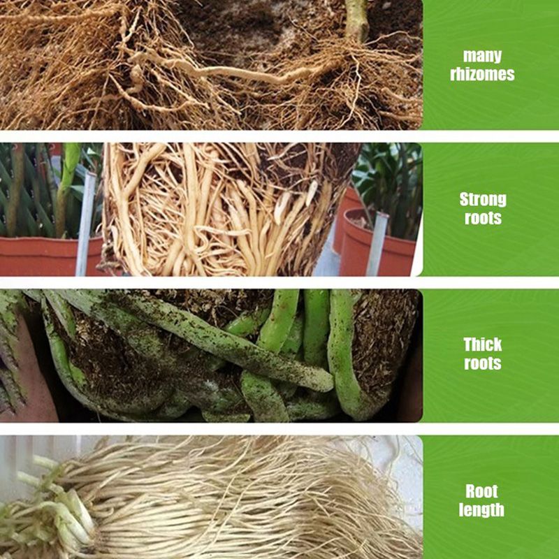 Solución de Enraizamiento Universal para Todas las Plantas