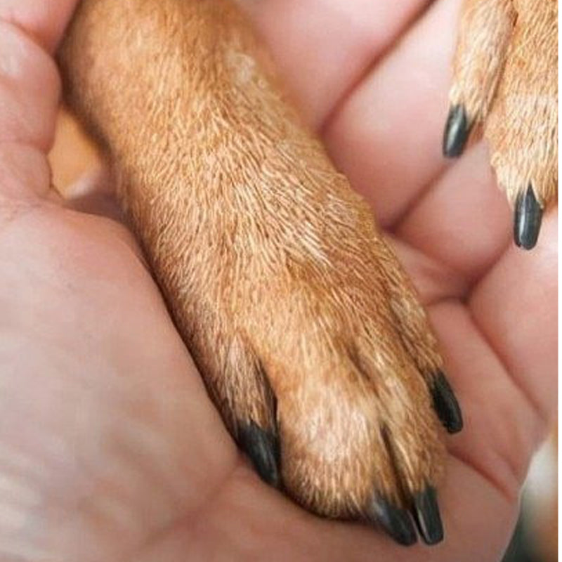 Lima de uñas de madera para mascotas con almohadillas reemplazables
