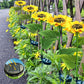 Luz Solar LED de Jardín en Estaca con Diseño de Girasol
