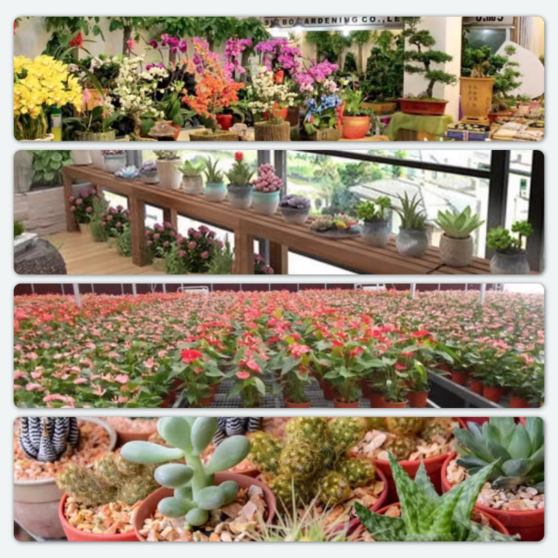 Potentes Tabletas Efervescentes Antibacterianas para Flores